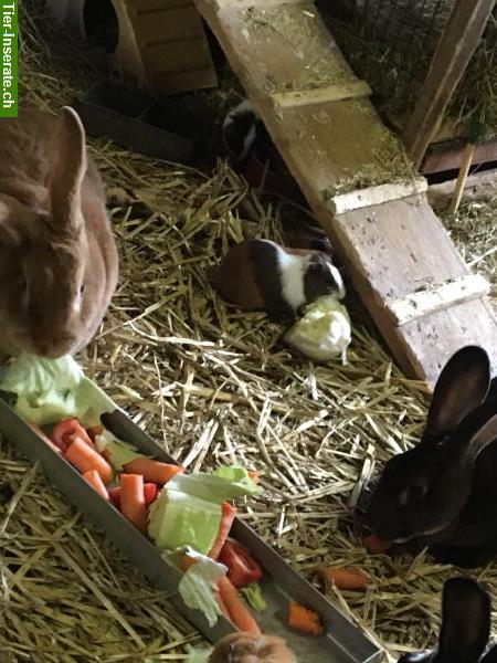 Bild 2: Ferienbetreuung für Kaninchen & Meerschweinchen auf Bauernhof