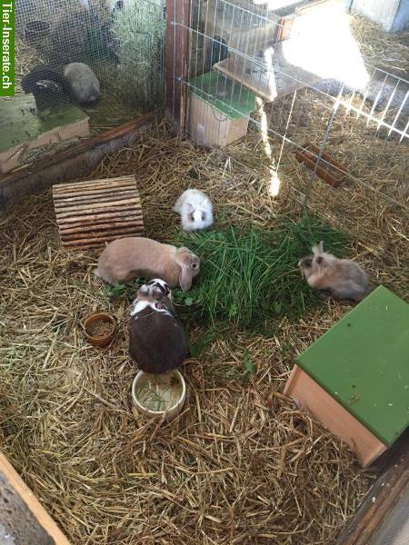 Bild 3: Ferienbetreuung für Kaninchen & Meerschweinchen auf Bauernhof
