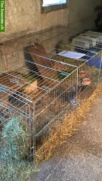 Bild 5: Ferienbetreuung für Kaninchen & Meerschweinchen auf Bauernhof