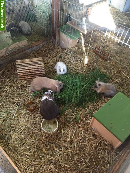 Bild 7: Ferienbetreuung für Kaninchen & Meerschweinchen auf Bauernhof