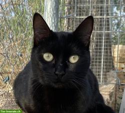 Yen, junge Kätzin, ein "schwarzer Panther" aus Spanien