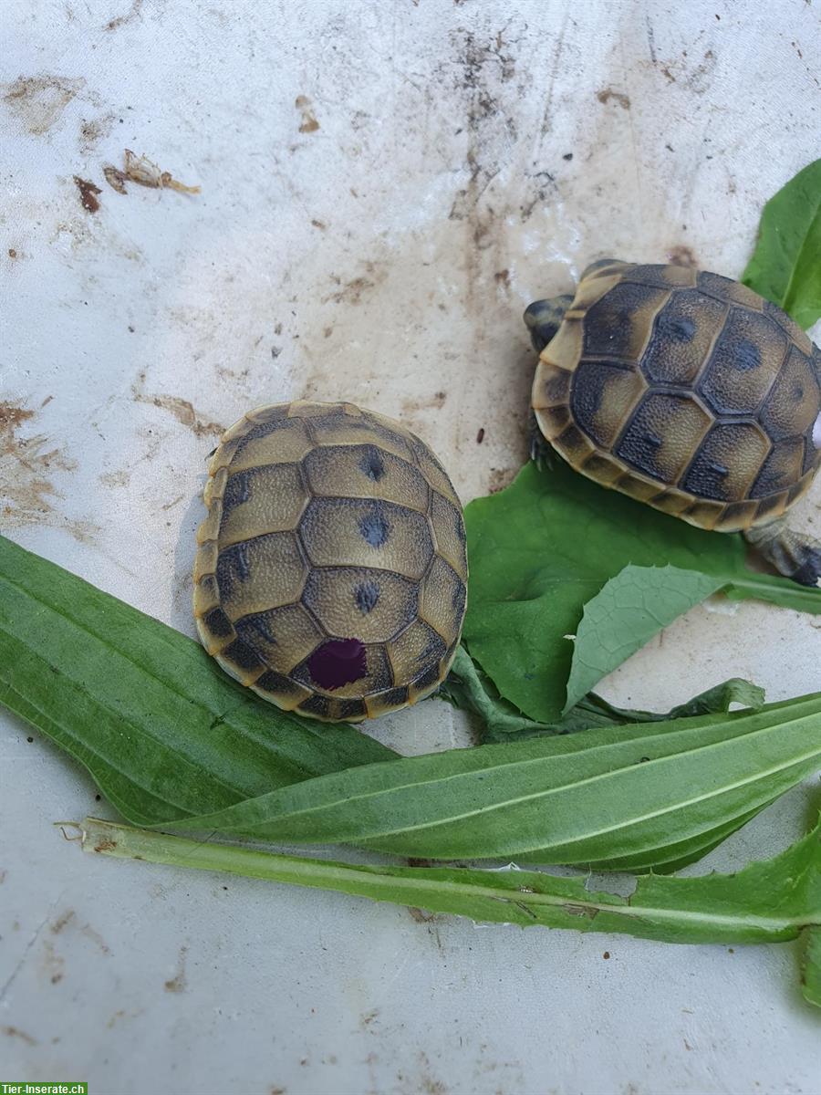 Bild 4: Maurische Landschildkröten, 1 Tier 2022, 2 Tiere 2023, aus Naturbrut