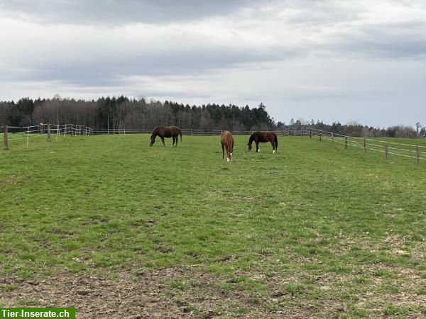 Bild 1: Hufschuhe gesucht für 3 Pferde