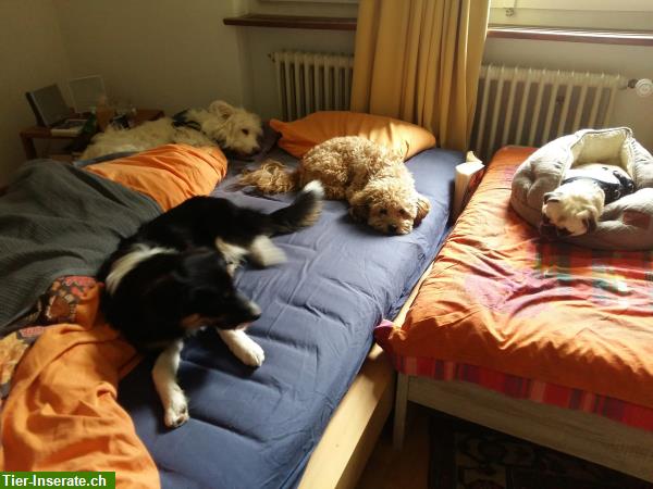 Bild 4: Familiäre Hundetagesbetreuung im Raum Pfäffikon/Adetswil/Hittnau