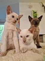 Tonkanesen Kitten reinrassig mit Stammbaum suchen Zuhause