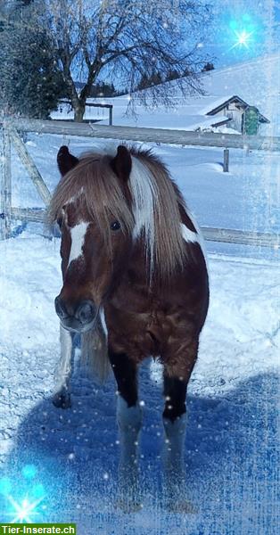 Bild 2: Reitbeteiligung für Welsh Pony in 8243 Altdorf SH