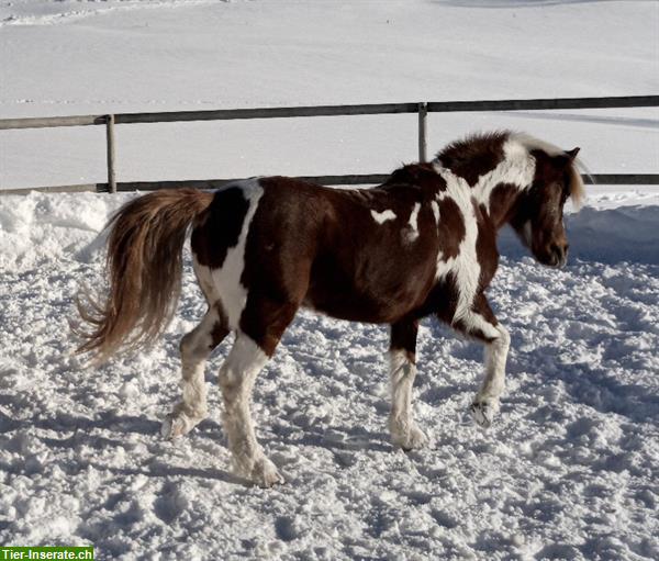 Bild 3: Reitbeteiligung für Welsh Pony in 8243 Altdorf SH