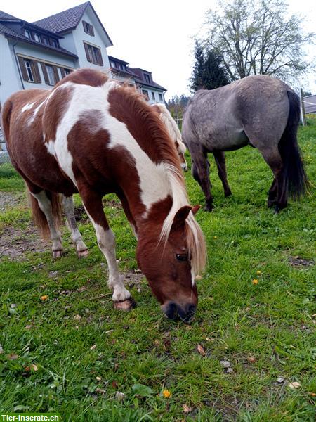 Bild 4: Reitbeteiligung für Welsh Pony in 8243 Altdorf SH