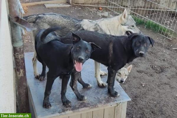 Tschechoslowakischer Wolfhund Mix Rüde sucht seine Familie