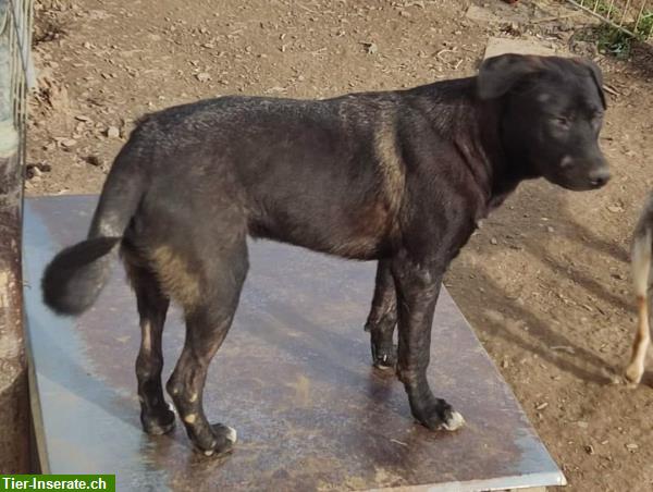 Bild 2: Tschechoslowakischer Wolfhund Mix Rüde sucht seine Familie
