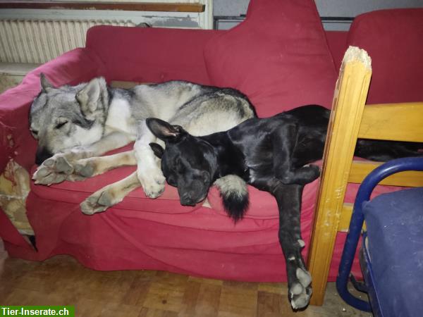 Bild 6: Tschechoslowakischer Wolfhund Mix Rüde sucht seine Familie