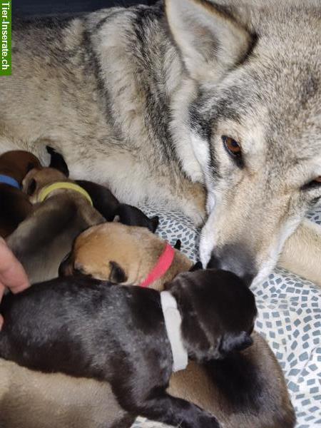 Bild 7: Tschechoslowakischer Wolfhund Mix Rüde sucht seine Familie