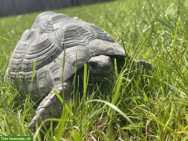 Bild 2: 4 Maurische Schildkröten suchen Zuhause