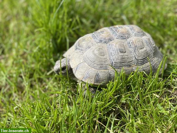 Bild 3: 4 Maurische Schildkröten suchen Zuhause