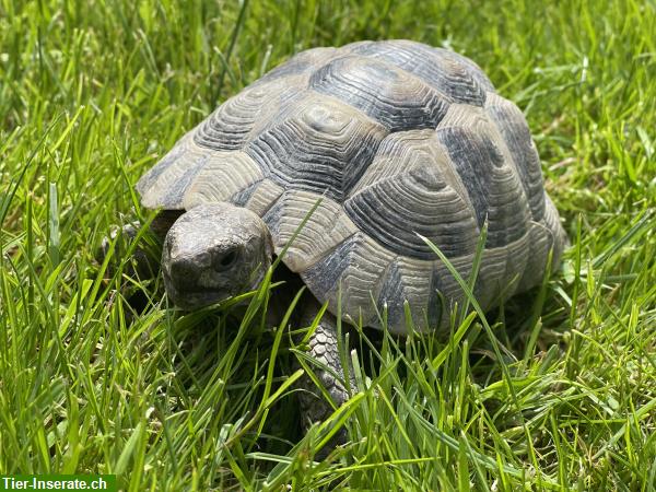 Bild 5: 4 Maurische Schildkröten suchen Zuhause