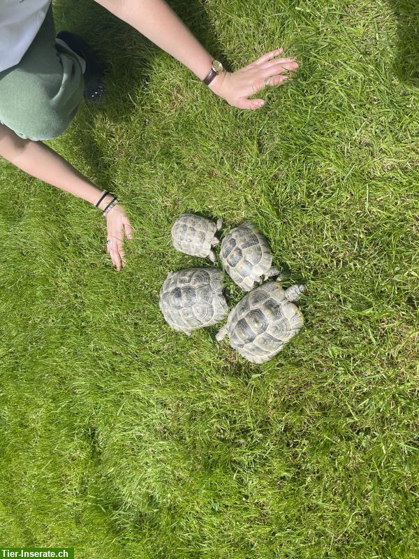 Bild 6: 4 Maurische Schildkröten suchen Zuhause