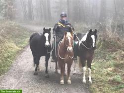 Pferdetraining/Menschentraining Muri AG und Umgebung