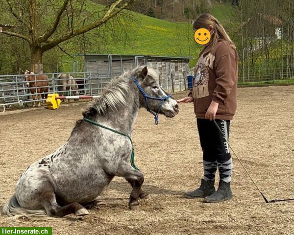 Bild 3: Bodenarbeit für Kids –Spass und Tricks mit Ponys