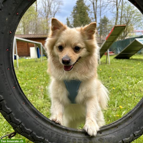 Bild 6: Spitz Rüde Mogli braucht Hundeerfahrenes Zuhause