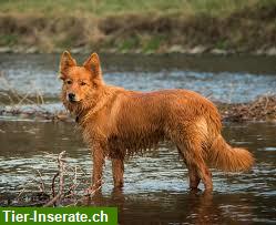 Biete Hundespaziergänge am See oder im Wald mit Hunden jeder Art