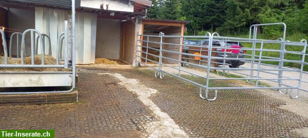 Bild 4: 6 Pferde Auslaufboxen frei im Gantrischgebiet