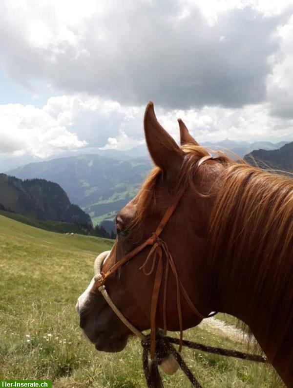 Bild 4: Weekend im Gantrischgebiet mit eigenem Pferd