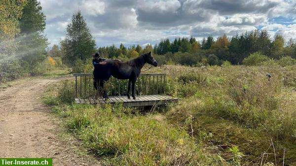 Bild 8: 4-jährige Canadian Horse Stute, 1.46m