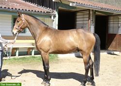 Wielkopolski Reit- und Fahrpferd, 1,66m, 8-jährig
