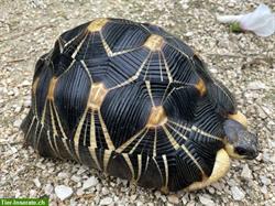 2 Strahlenschildkröten, Astrochelys Radiata zu verkaufen