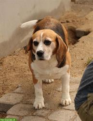 Mendy, charmante Beagle Hündin mit grossem Herzen, ca. 8-jährig