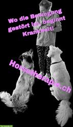 Mobile Hundephysiotherapie, Hundeosteopathie