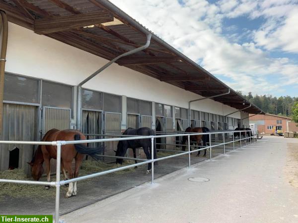Bild 3: Pferdeboxen frei auf Top Anlage nähe Winterthur