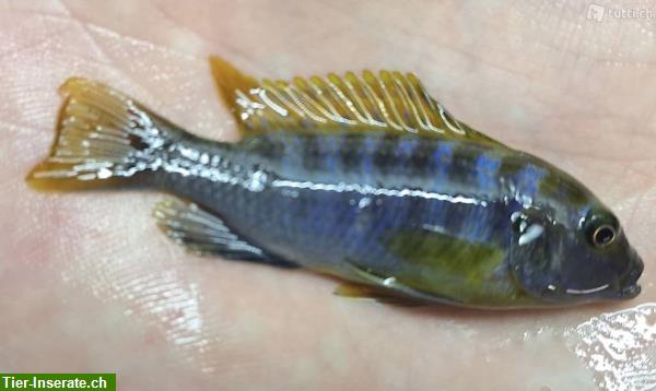 Bild 3: Labidochromis Hongi red top abzugeben