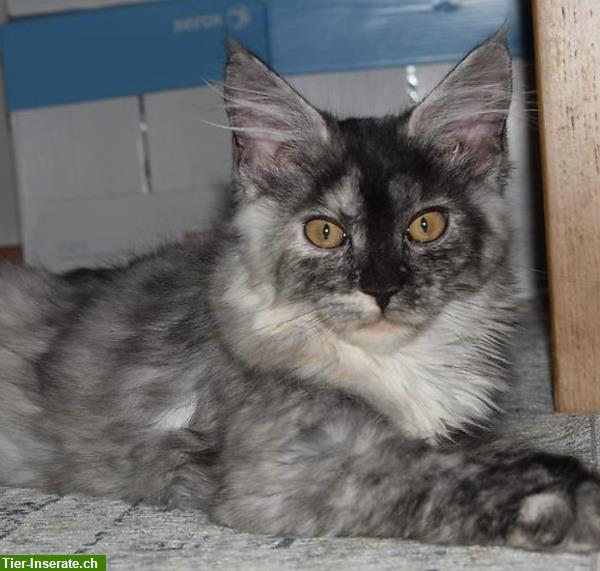 Bild 2: Maine Coon Kitten, Mädchen sucht ein Zuhause