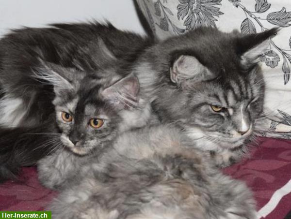 Bild 4: Maine Coon Kitten, Mädchen sucht ein Zuhause