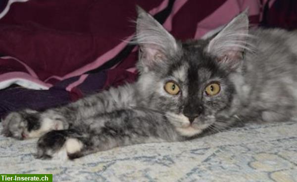 Bild 5: Maine Coon Kitten, Mädchen sucht ein Zuhause