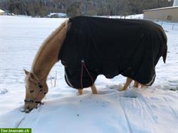 Premier Equine Buster Winterdecke zu verkaufen