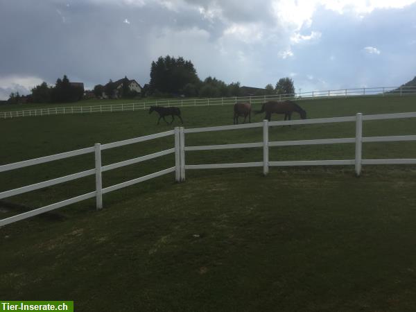 Bild 3: Pferdeboxe zu vermieten in Hittnau im ZH-Oberland