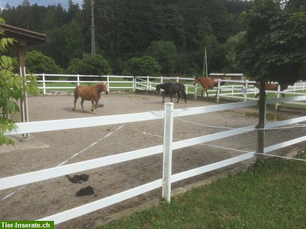 Bild 4: Pferdeboxe zu vermieten in Hittnau im ZH-Oberland