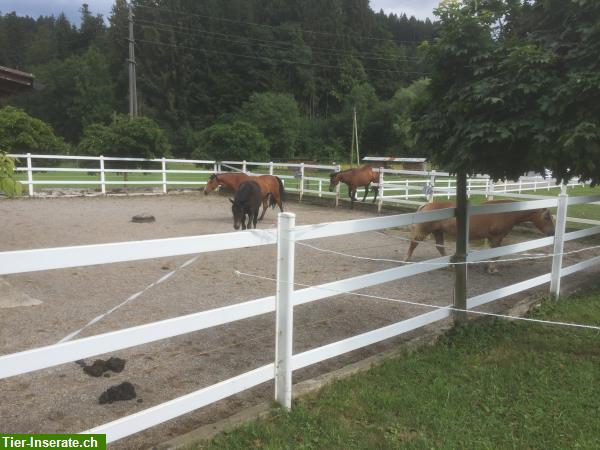 Bild 5: Pferdeboxe zu vermieten in Hittnau im ZH-Oberland