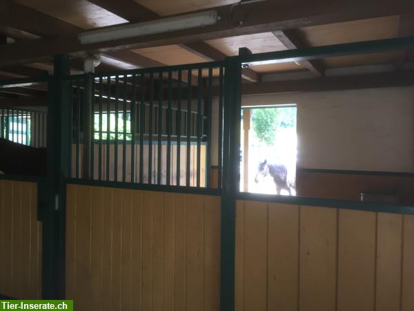 Bild 6: Pferdeboxe zu vermieten in Hittnau im ZH-Oberland