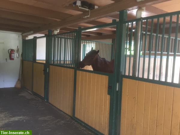 Bild 7: Pferdeboxe zu vermieten in Hittnau im ZH-Oberland