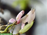 Orchideenmantiden Nachzuchten, Hymenopus coronatus