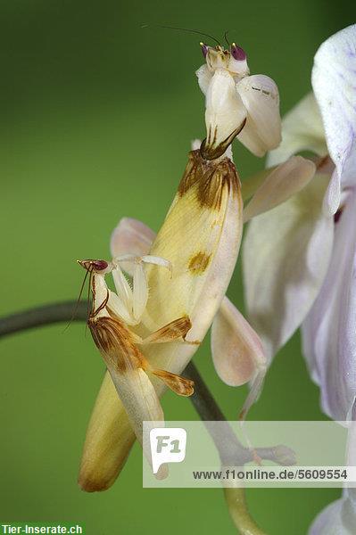 Bild 3: Orchideenmantiden Nachzuchten, Hymenopus coronatus