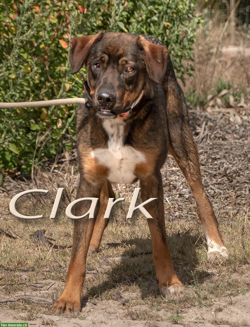 Bild 6: Mischlingsrüde Clark, ein lieber Begleiter fürs Leben!