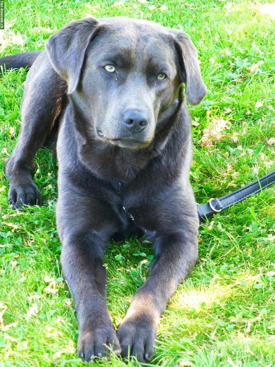 Bild 3: Rassenreine Labrador Welpen | Wurfankündigung Sommer 2024