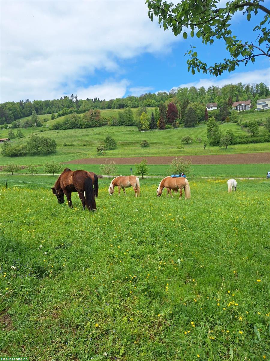 Freie Offenstallplätze auf Biohof für Ponys/Isländer, ZH-Unterland