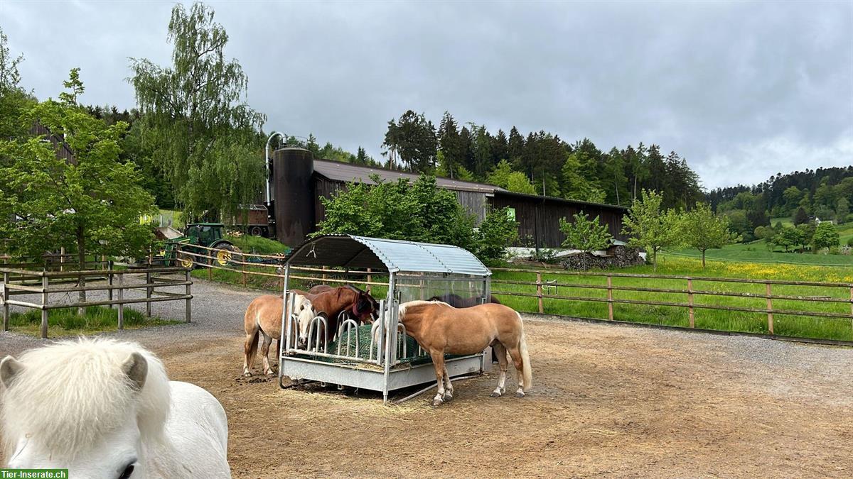 Bild 3: Freie Offenstallplätze auf Biohof für Ponys/Isländer, ZH-Unterland