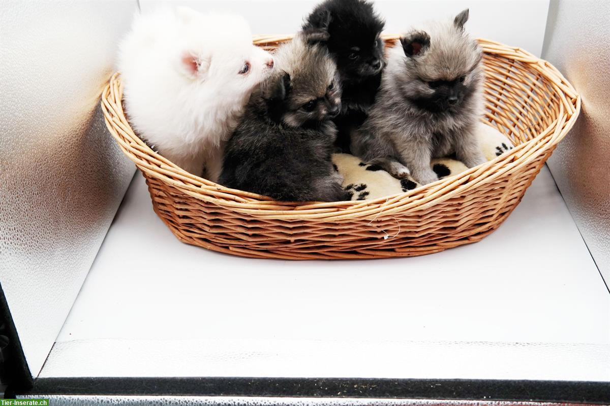 Bild 6: Pomeranian, Deutsche Zwergspitz Welpen zu verkaufen
