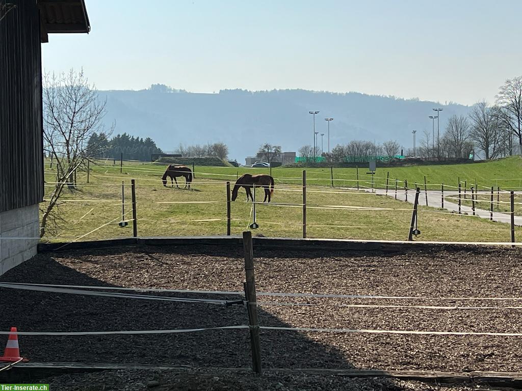 Bild 2: Freie Pferdeboxe in schönem Freizeitstall in Würenlos AG